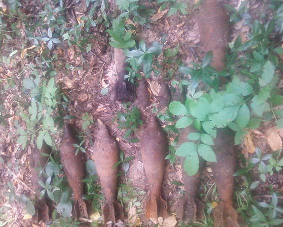 У Мурованокуриловецькому районі відпочиваючі у лісі виявили 13 мін часів Великої Вітчизняної війни