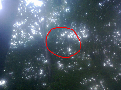 На Вінниччині планерист "приземлився" на дерево