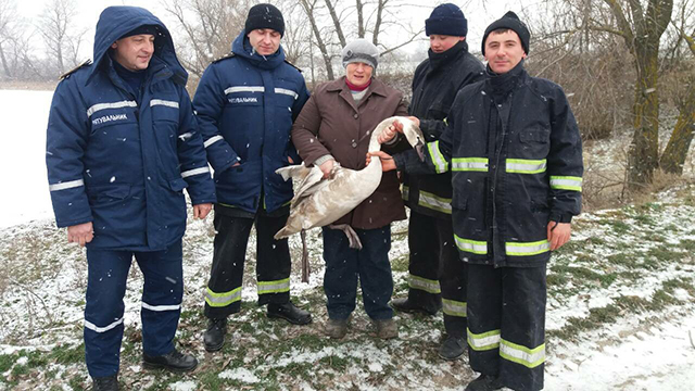 У Вороновиці бійці МНС врятували лебедя