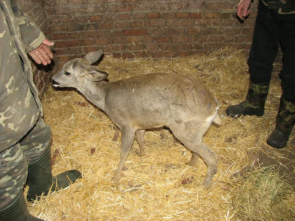 На Вінниччині лісівники врятували поранену козулю