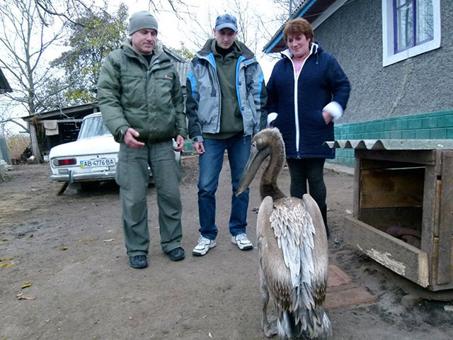 Пелікан, знайдений у Вінницькій області, поселився у київському зоопарку