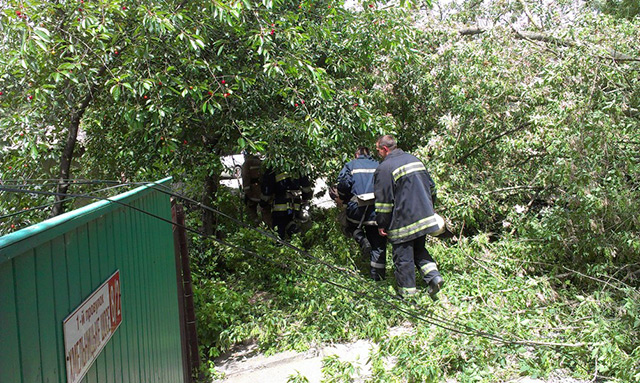 На Хмельницькому шосе жінка опинилася під зламаним вітром деревом