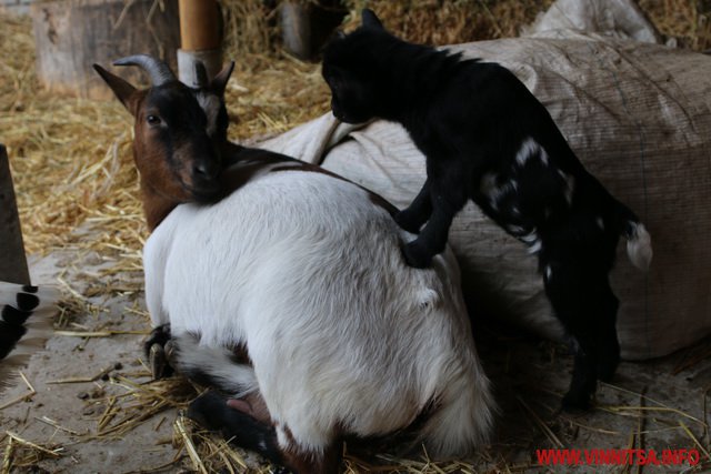 Вінницькій малечі пропонують дати імена двом карликовим козенятам, які народилися у "Зоодворику"