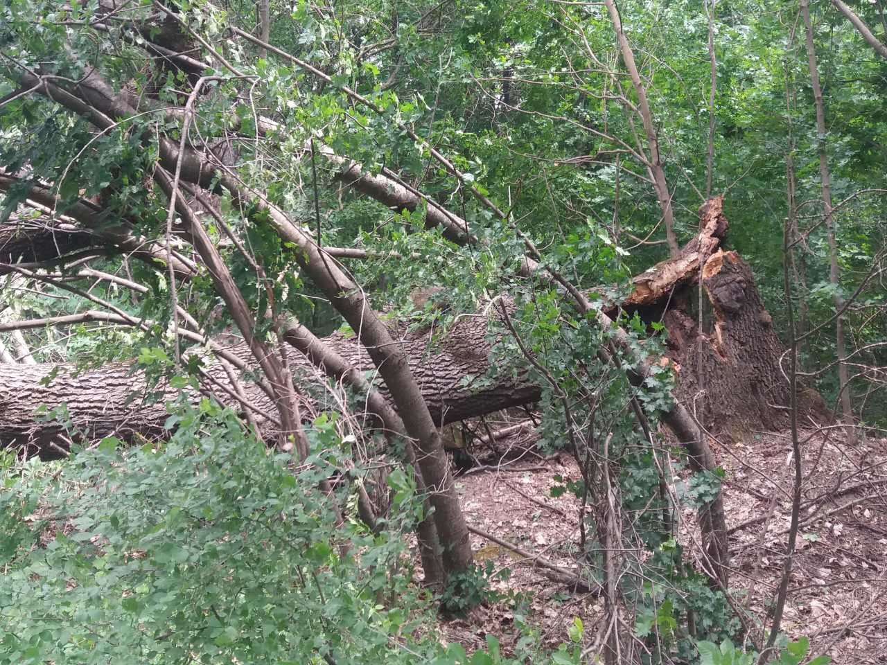 На Вінниччині повалене вітром дерево перегородило проїжджу частину