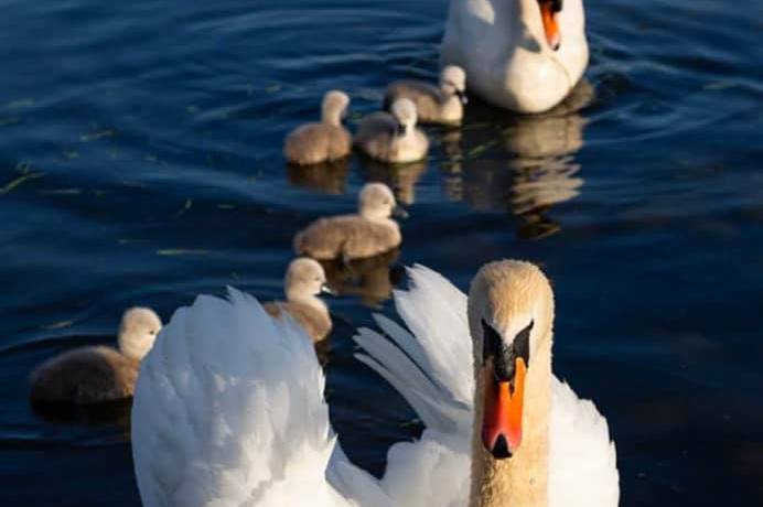 Пухнасте поповнення: у пари лебедів, що мешкають на ставку біля «Мрії» з’явились на світ малята