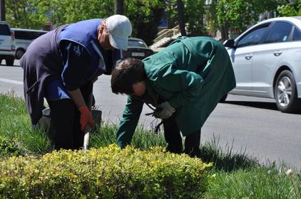 У Вінниці висадили 3,5 тисячі троянд У Вінниці висадили 3,5 тисячі троянд