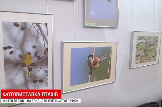 В Краєзнавчому музеї відкрилась фотовиставка птахів, які мешкають на території Вінниччини