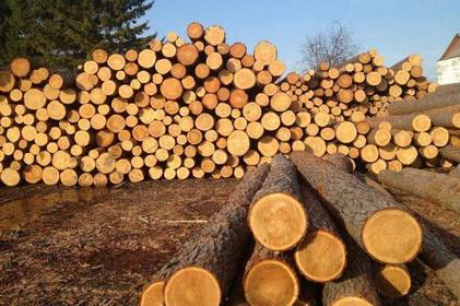 Торги від “Української енергетичної біржі”: де придбати необроблену деревину