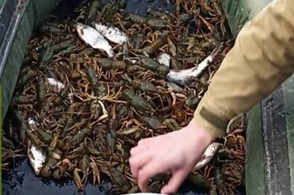 На Вінниччині місцевий рибалка завдав збитків державі на суму понад 800 тисяч гривень
