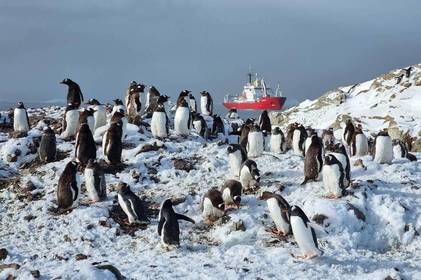 На одного полярника 500 пінгвінів – в Антарктиді їх нарахували рекордну кількість