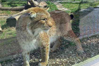 Хто може відвідати вінницький зоопарк безкоштовно: перелік пільговиків