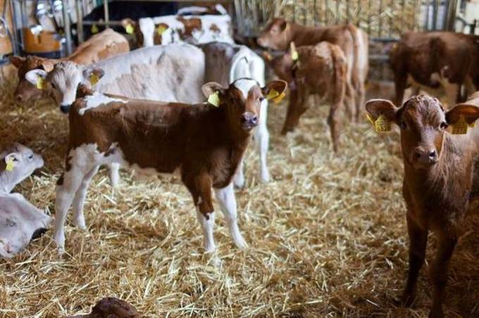Селянам на Вінниччині платитимуть за вирощування рогатої худоби