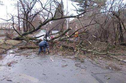 У Вінниці на перехресті вулиць Стеценка та Довженка впало дерево