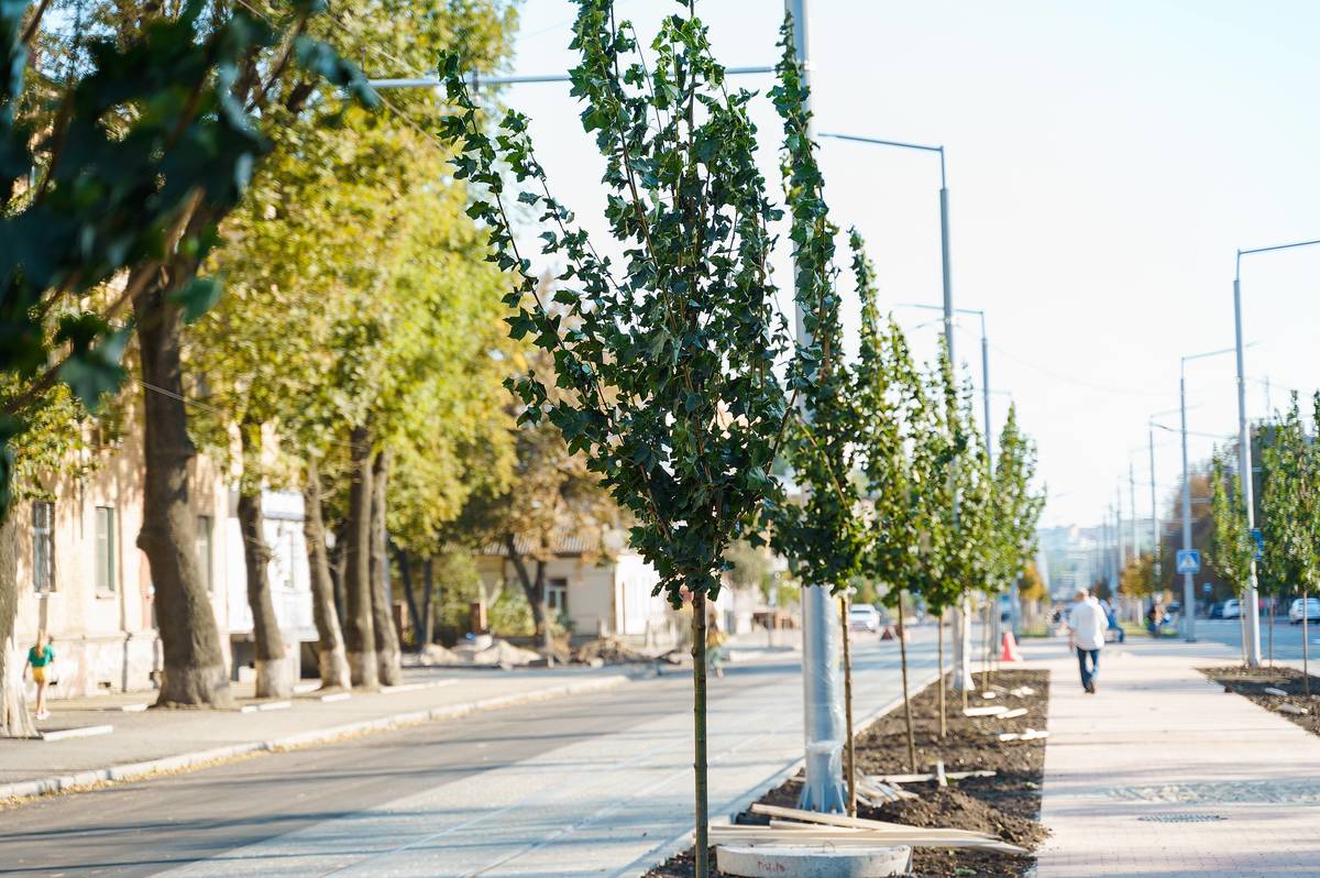 На вулиці Замостянській висадили ще 251 молоде дерево