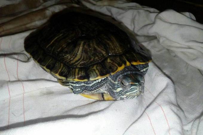 «Добрі руки» для черепах: вінницькі зооволонтери шукають домівку для врятованих від смерті «тортил»