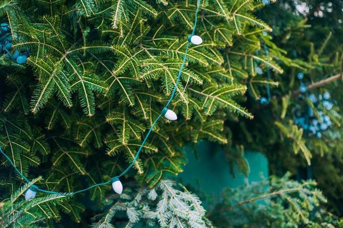 У Вінниці визначили місця для продажу новорічних деревцят