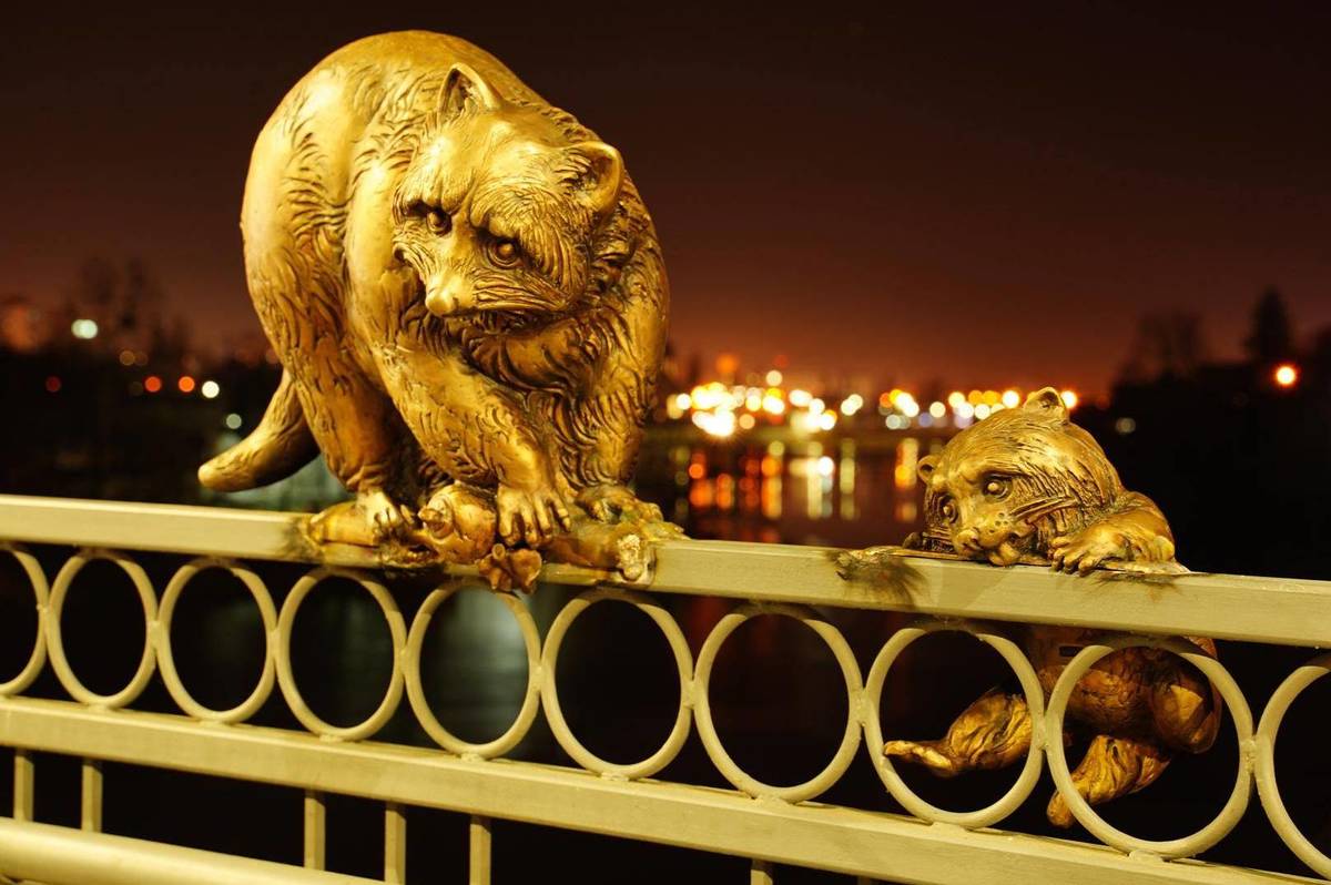 Сюрприз для вінничан до свят: на Київському мосту "оселилась" родина єнотів