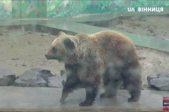 Бурі ведмеді, які живуть у Подільському зоопарку не впали в зимову сплячку
