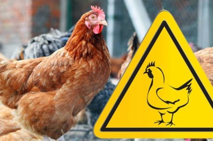 В Немирівському районі зафіксовано пташиний грип