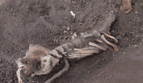 У центрі Вінниці викопали людський скелет