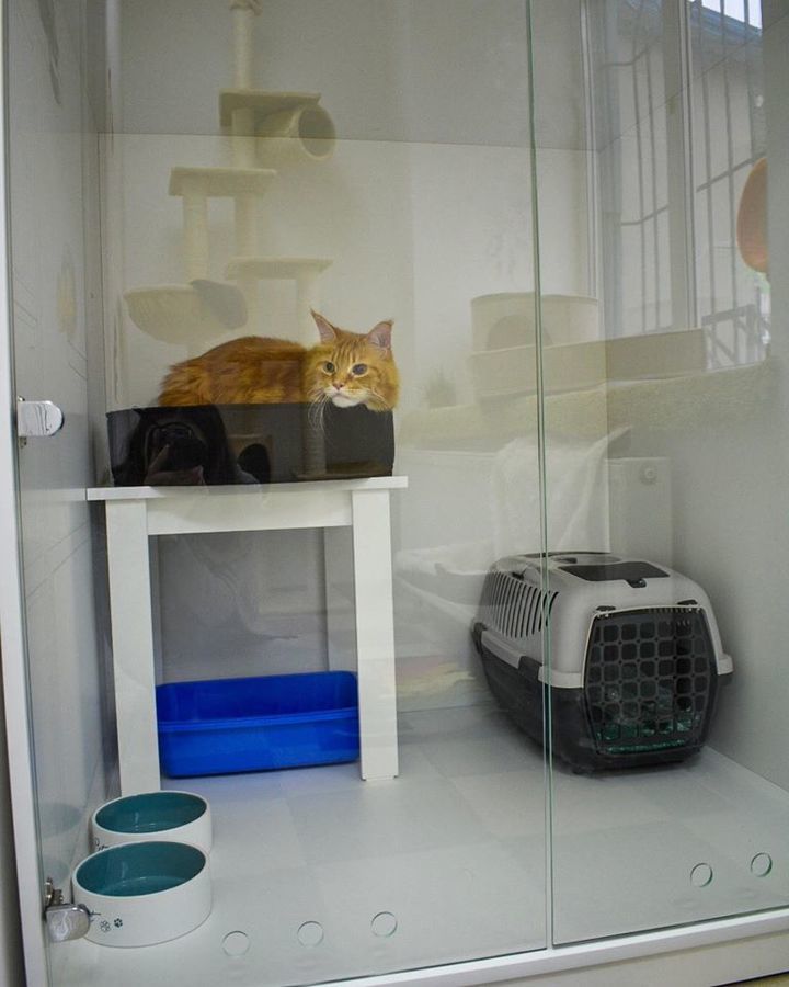 "Аll inclusive"для котів: у Вінниці відкрили апартаменти для тимчасового проживання домашніх улюбленців
