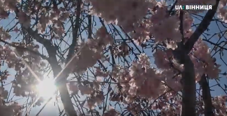 Вінниця прибралася в пишні шати, квітнуть сакури та магнолії. Фото та відео