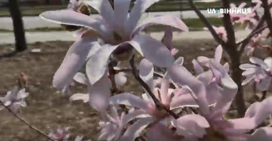 Вінниця прибралася в пишні шати, квітнуть сакури та магнолії. Фото та відео