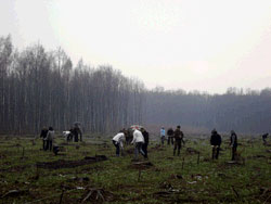 Майже 3 гектари дуба та горіха висадили в День посадки лісу держслужбовці  