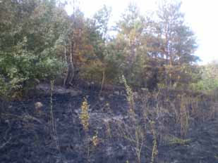 Пожежа в лісі в Чечельницького району