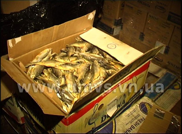 Працівники міліції по вулиці Чехова, виявили небезпечну рибну продукцію