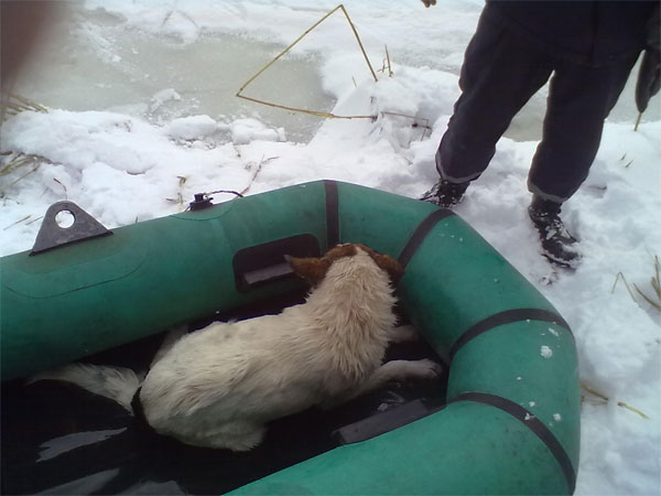 працівники МНС врятували собаку, яка тонула на річці Південний Буг