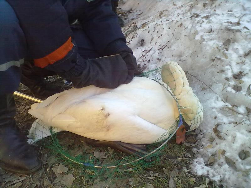 працівники МНС рятують лебедя