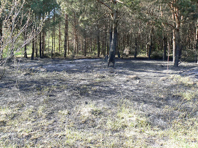 На Вінниччині пожежа знищила 3 га лісового масиву
