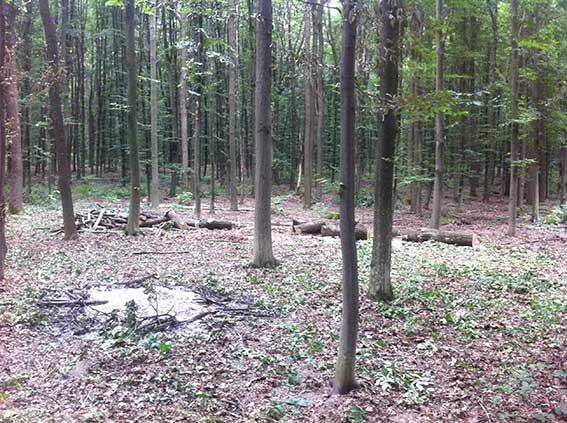 В Немирівському районі невідомі вирубали 67 дерев дуба, а пні позасипали тирсою