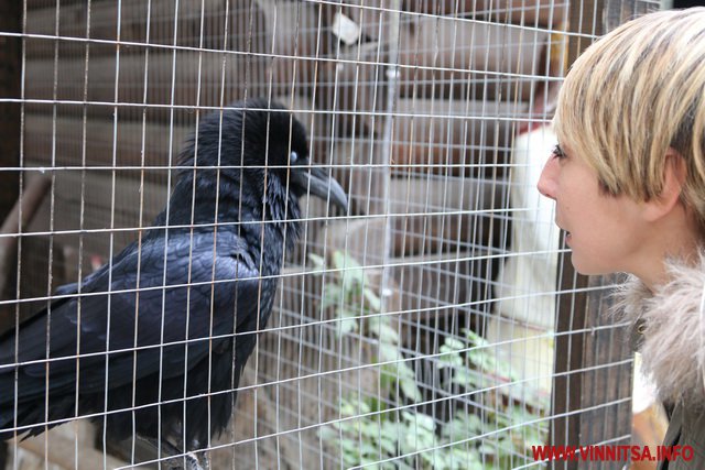 У Вінницькому зоодворику ворон Карлуша вітається з відвідувачами та "розмовляє"