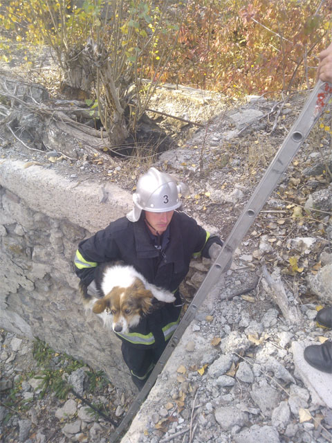Вінницькі рятувальники визволили собаку, яка потрапила в пастку