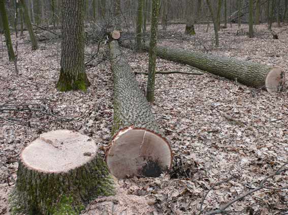 На Вінниччині затримали чотирьох "лісорубів", які намагались вкрасти з лісу дерева