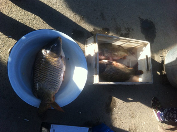 На Вінниччині поліцейські виявили 34 факти  браконьєрського вилову риби