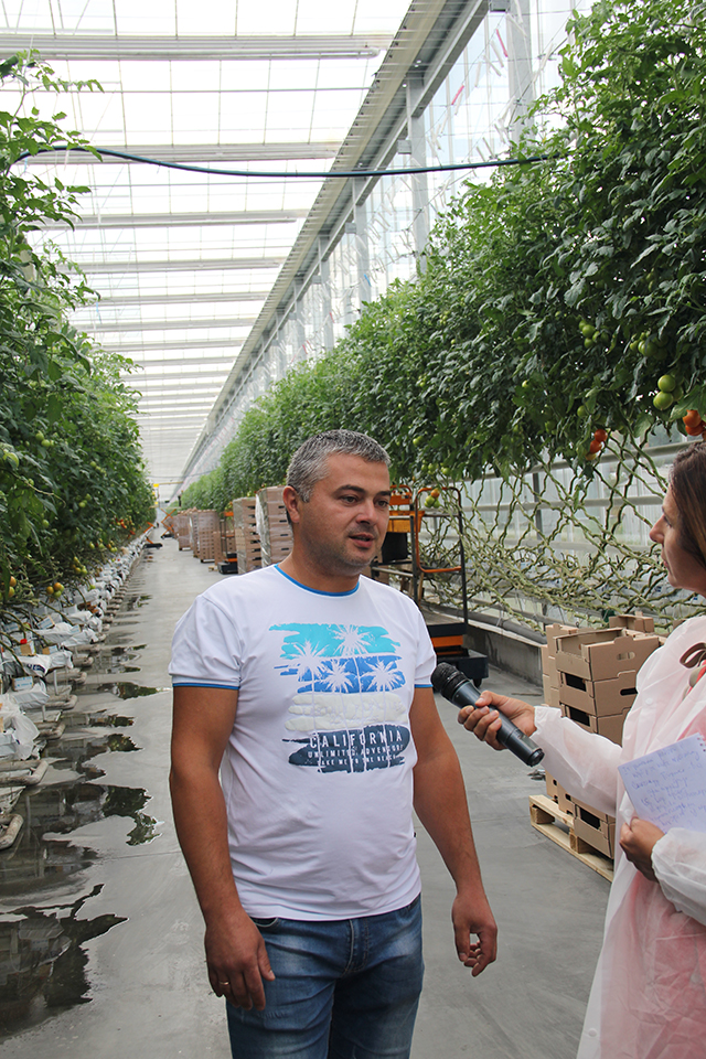 Неподалік Вінниці за голандськими технологіями вирощують помідори та огірки
