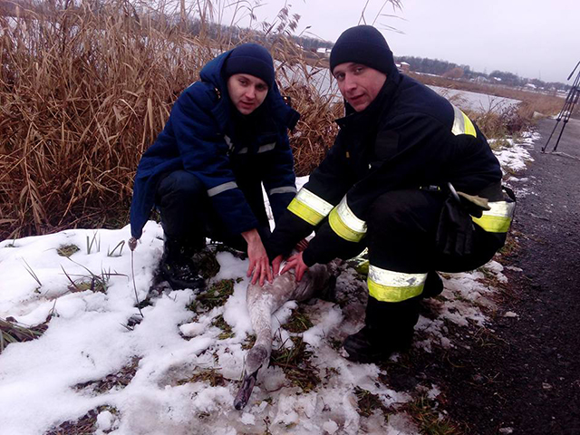 З Вишенського озера  рятувальники дістали знесиленого лебедя, який не може літати