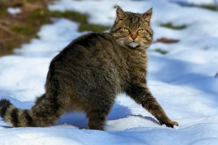 В лісах Вінницької області живуть дикі коти