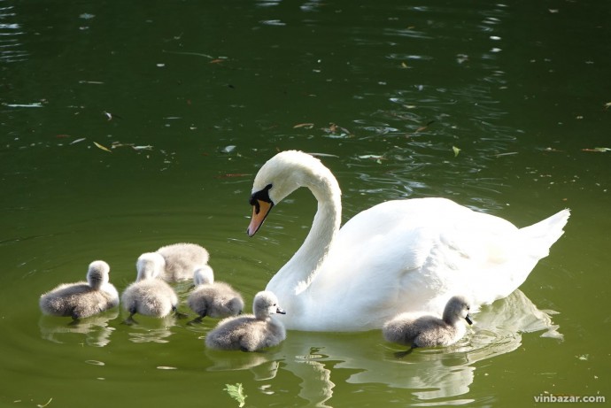 Лебедина сім'я з озера у Центральному парку поповнилась на 6 крихітних лебедят