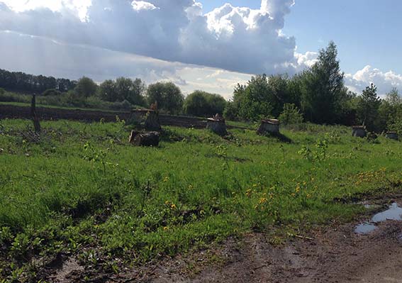 На Вінниччині незаконно вирубили майже 800 дерев