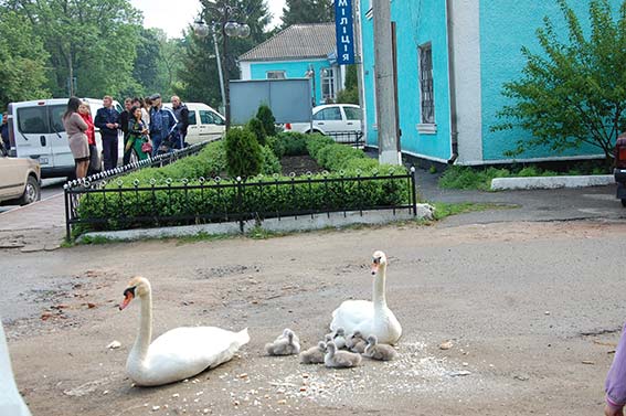 На Вінниччині лебеді проводжали міліціонерів у зону АТО