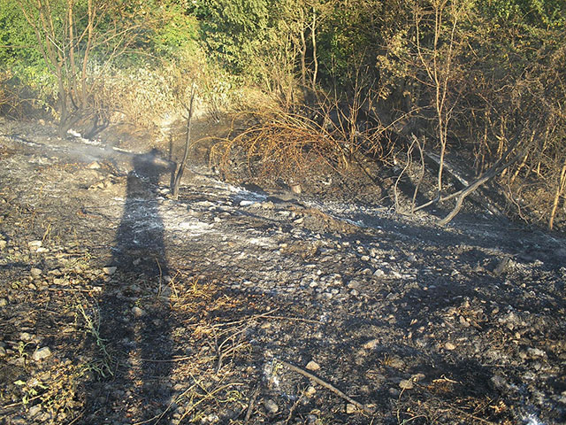 На Вінниччині через необережність із вогнем невідомої особи загорілась  лісополоса