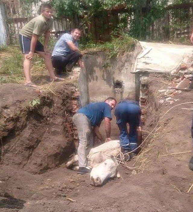 В Чечельнику рятувальники діставали корову із каналізації 