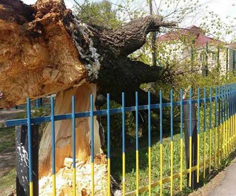 На територію спортмайданчика 13-ї школи впало дерево – постраждав семикласник