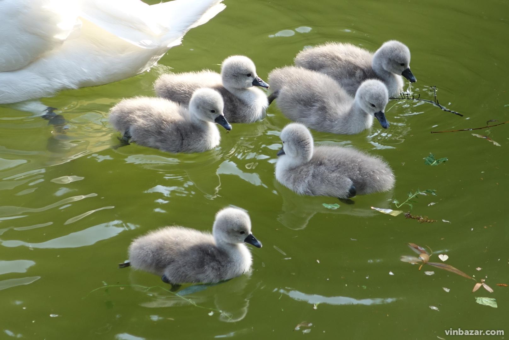 Лебедина сім'я з озера у Центральному парку поповнилась на 6 крихітних лебедят
