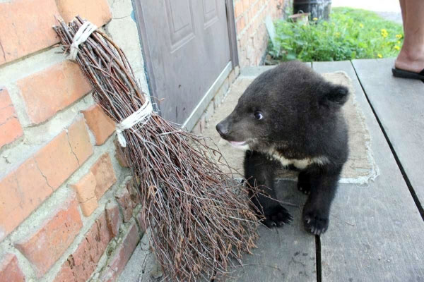 Медвежонок поселился в кабинете директора Винницкого зоопарка