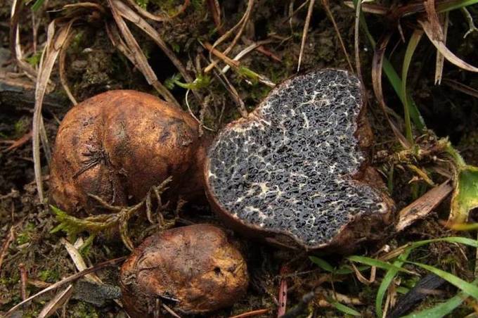 В лісі на Вінниччині жінка натрапила на грибний «скарб»